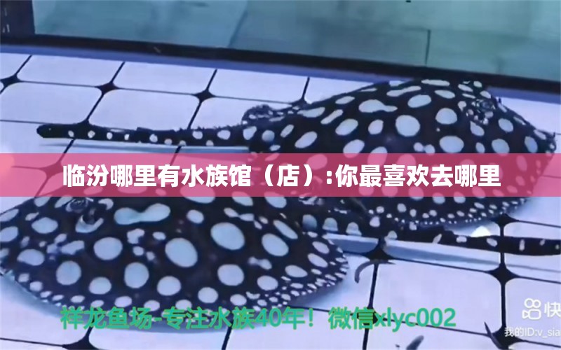 临汾哪里有水族馆（店）:你最喜欢去哪里 观赏鱼水族批发市场