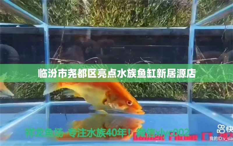 临汾市尧都区亮点水族鱼缸新居源店