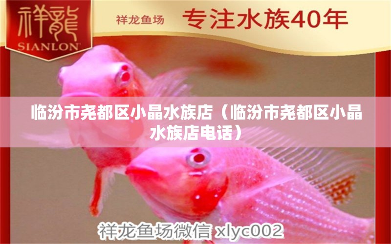 临汾市尧都区小晶水族店（临汾市尧都区小晶水族店电话）