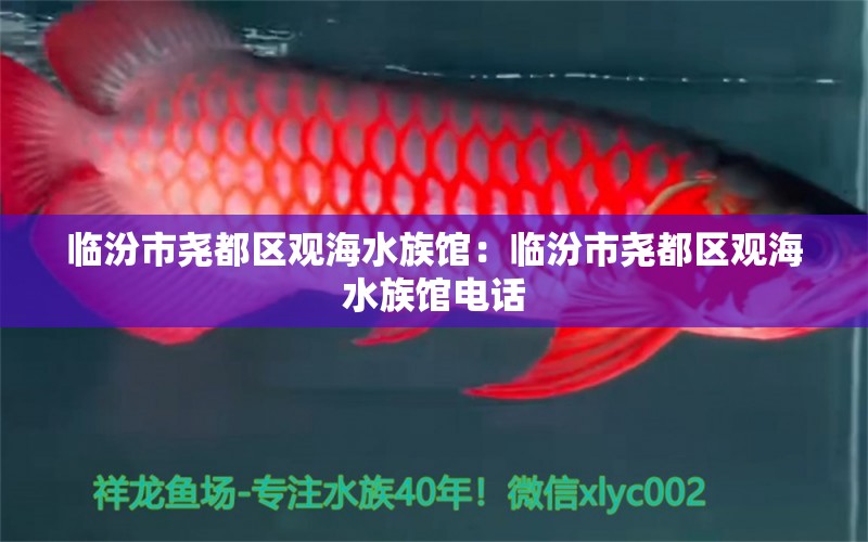 临汾市尧都区观海水族馆：临汾市尧都区观海水族馆电话