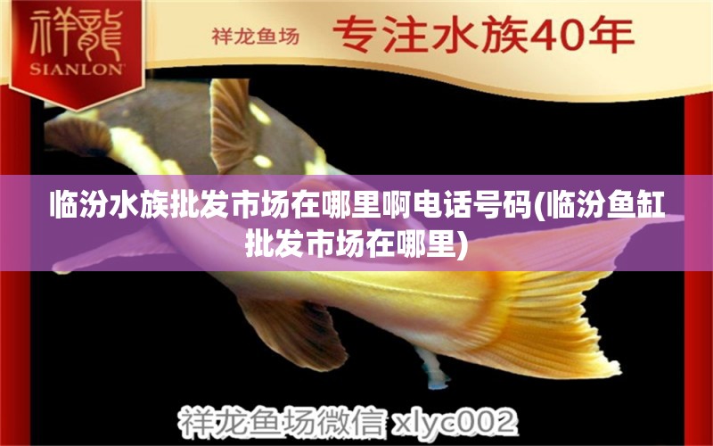 临汾水族批发市场在哪里啊电话号码(临汾鱼缸批发市场在哪里) 观赏鱼水族批发市场