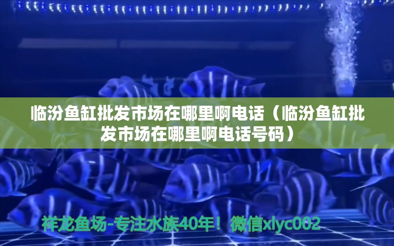 临汾鱼缸批发市场在哪里啊电话（临汾鱼缸批发市场在哪里啊电话号码） 祥龙水族医院