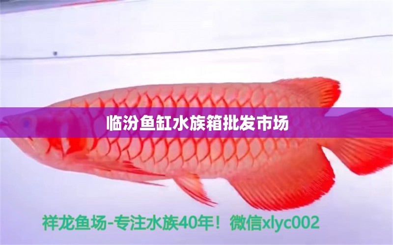 临汾鱼缸水族箱批发市场