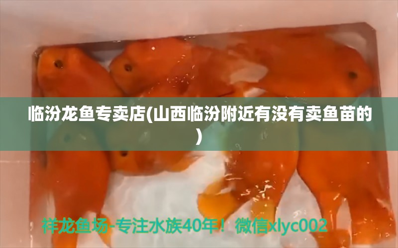 临汾龙鱼专卖店(山西临汾附近有没有卖鱼苗的)