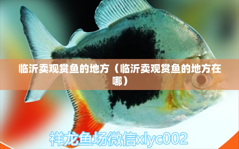 临沂卖观赏鱼的地方（临沂卖观赏鱼的地方在哪） 祥龙水族医院