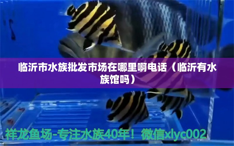 临沂市水族批发市场在哪里啊电话（临沂有水族馆吗）