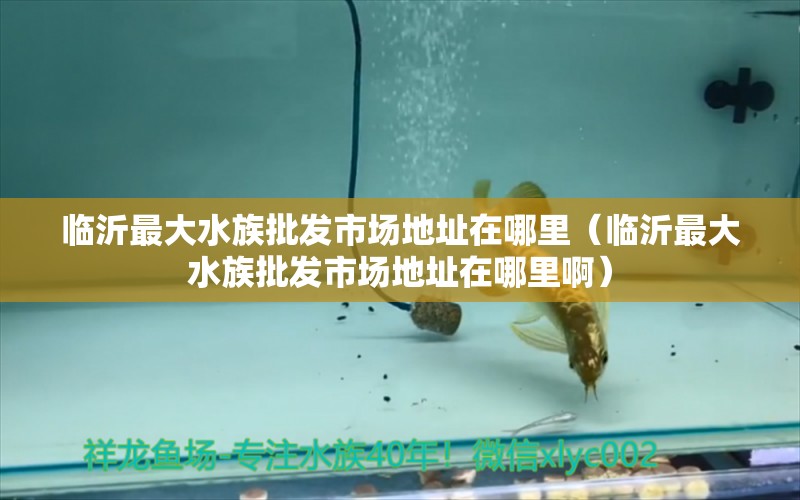 临沂最大水族批发市场地址在哪里（临沂最大水族批发市场地址在哪里啊）