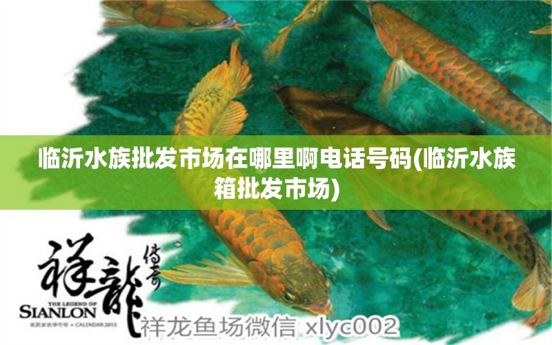 临沂水族批发市场在哪里啊电话号码(临沂水族箱批发市场) 观赏鱼水族批发市场