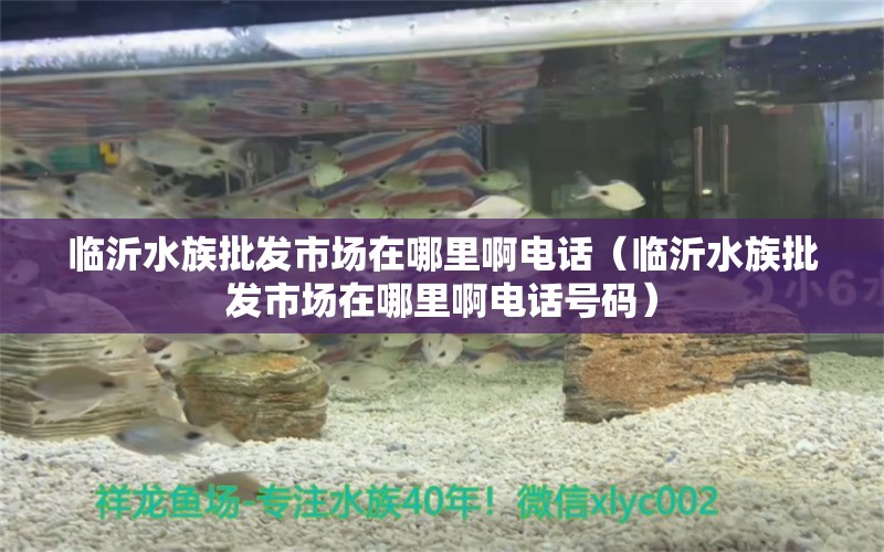 临沂水族批发市场在哪里啊电话（临沂水族批发市场在哪里啊电话号码）