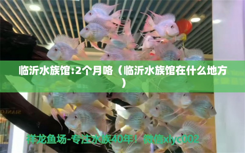 临沂水族馆:2个月咯（临沂水族馆在什么地方） 广州龙鱼批发市场