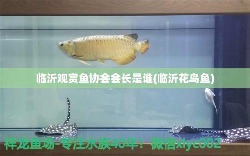 临沂观赏鱼协会会长是谁(临沂花鸟鱼) 充氧泵