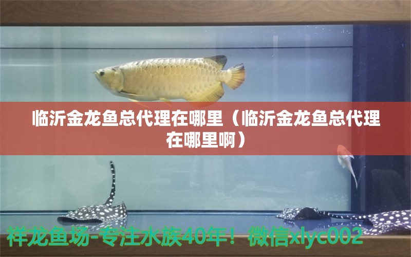 临沂金龙鱼总代理在哪里（临沂金龙鱼总代理在哪里啊）