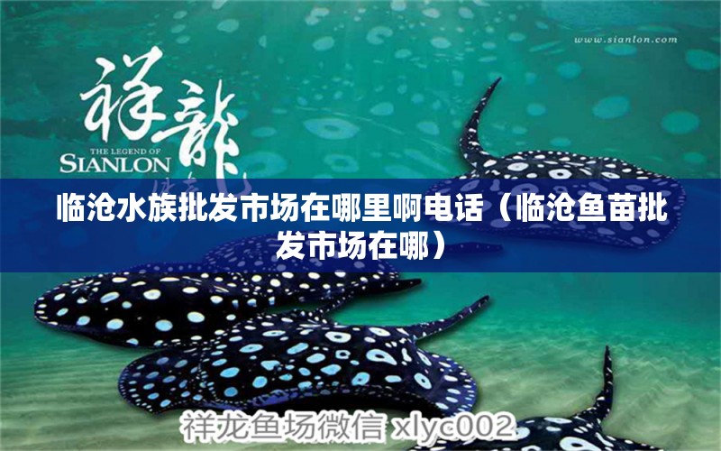 临沧水族批发市场在哪里啊电话（临沧鱼苗批发市场在哪）