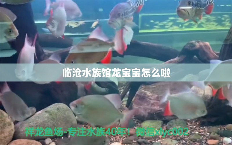 临沧水族馆龙宝宝怎么啦 萨伊蓝鱼