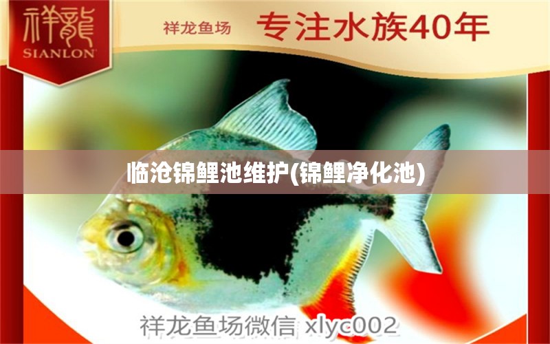 临沧锦鲤池维护(锦鲤净化池) 祥龙水族护理水