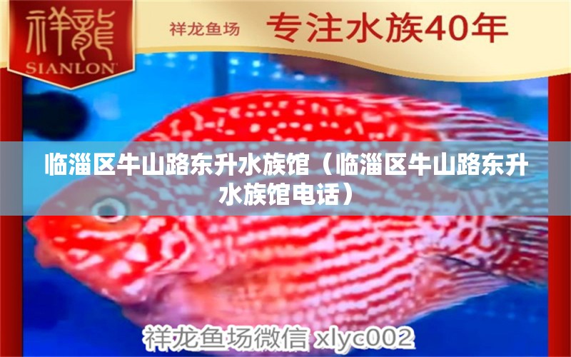 临淄区牛山路东升水族馆（临淄区牛山路东升水族馆电话） 全国水族馆企业名录