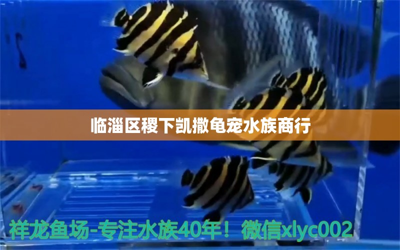 临淄区稷下凯撒龟宠水族商行