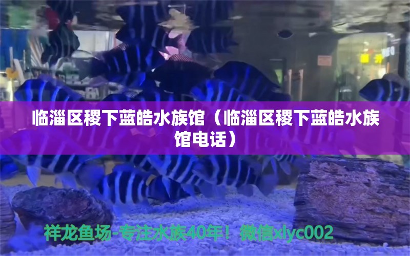 临淄区稷下蓝皓水族馆（临淄区稷下蓝皓水族馆电话）