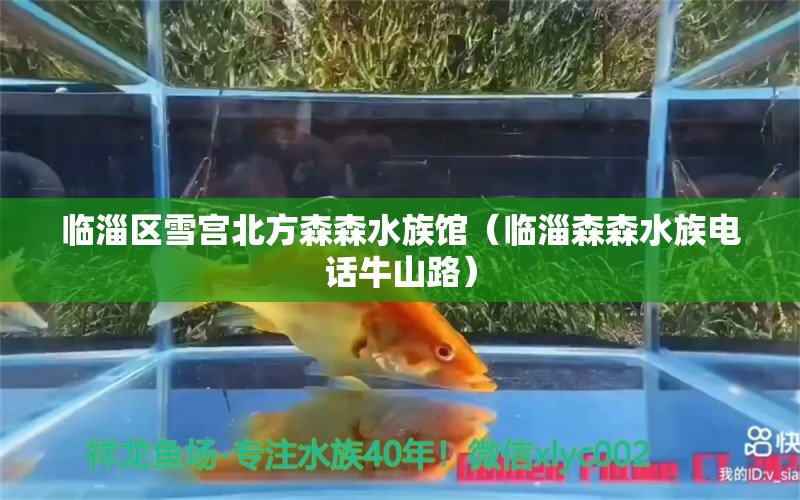 临淄区雪宫北方森森水族馆（临淄森森水族电话牛山路）