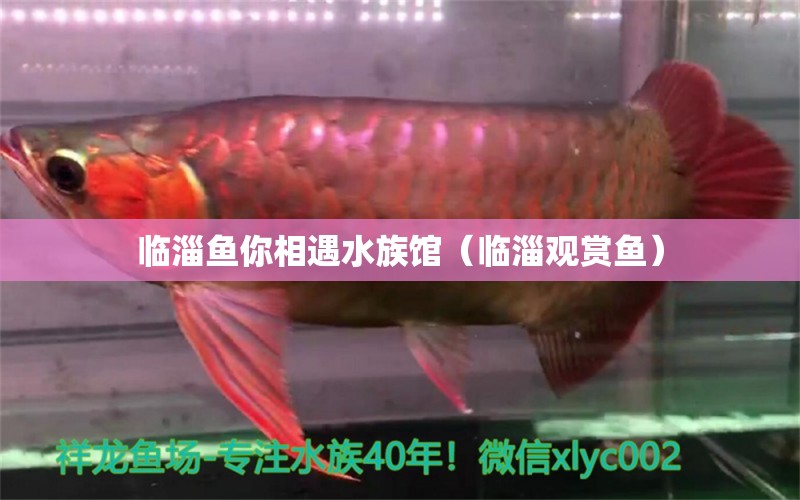 临淄鱼你相遇水族馆（临淄观赏鱼） 全国水族馆企业名录