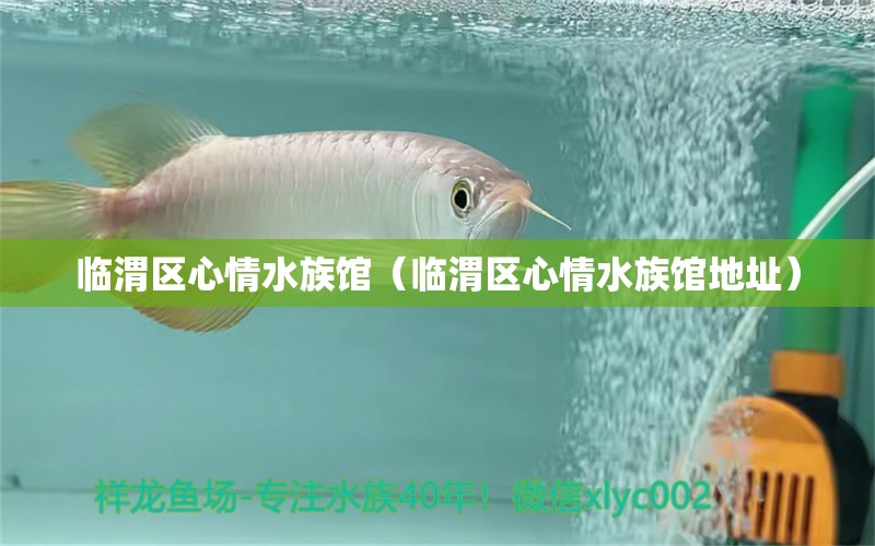 临渭区心情水族馆（临渭区心情水族馆地址）