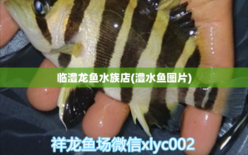 临澧龙鱼水族店(澧水鱼图片)