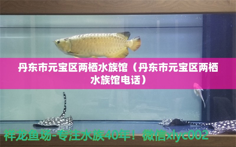 丹东市元宝区两栖水族馆（丹东市元宝区两栖水族馆电话）