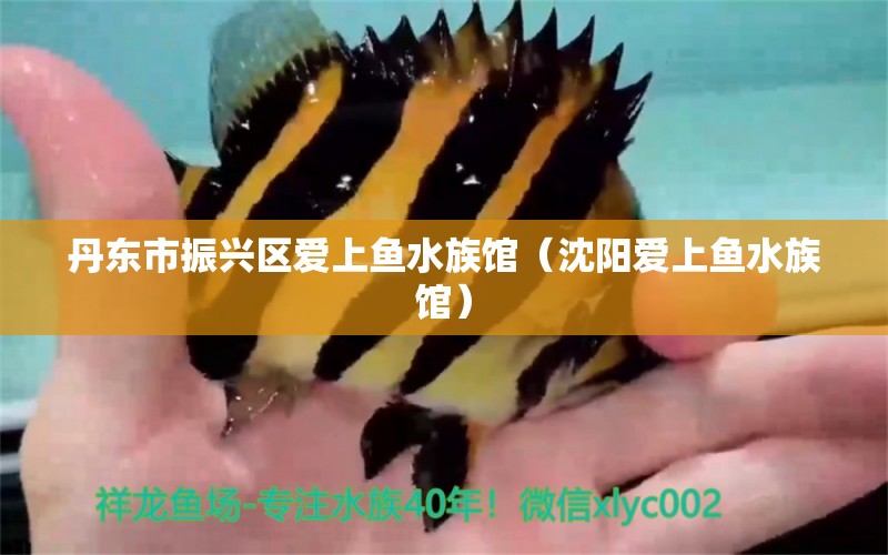 丹东市振兴区爱上鱼水族馆（沈阳爱上鱼水族馆）