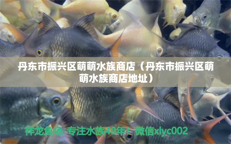 丹东市振兴区萌萌水族商店（丹东市振兴区萌萌水族商店地址）