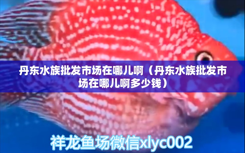 丹东水族批发市场在哪儿啊（丹东水族批发市场在哪儿啊多少钱） 观赏鱼水族批发市场