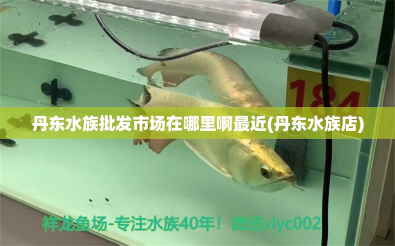 丹东水族批发市场在哪里啊最近(丹东水族店) 观赏鱼水族批发市场