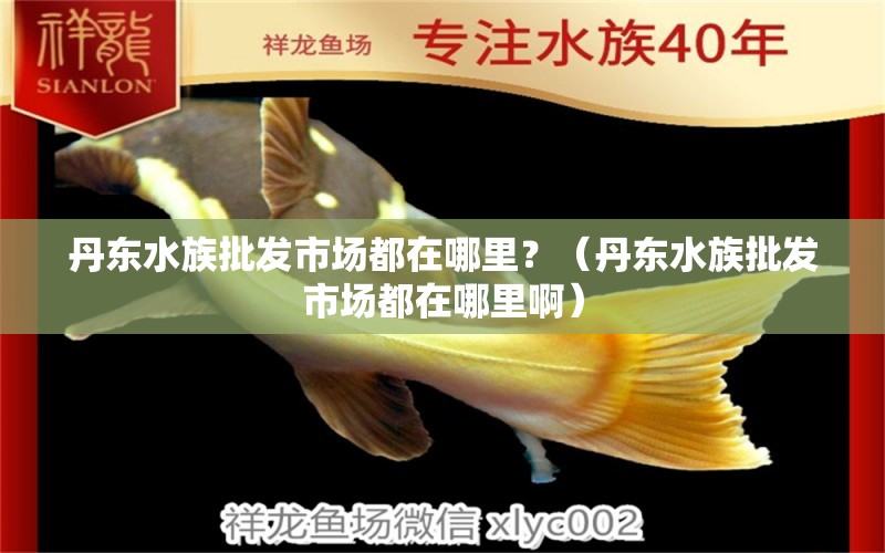 丹东水族批发市场都在哪里？（丹东水族批发市场都在哪里啊）