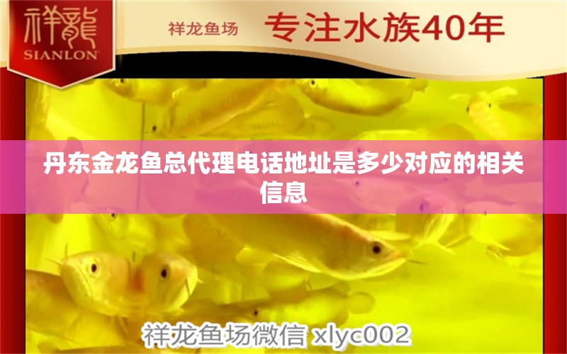 丹东金龙鱼总代理电话地址是多少对应的相关信息 高背金龙鱼 第1张