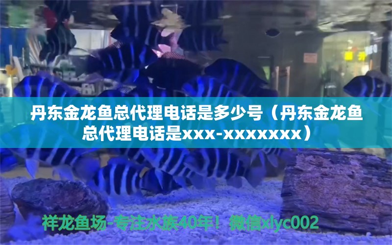 丹东金龙鱼总代理电话是多少号（丹东金龙鱼总代理电话是xxx-xxxxxxx） 水族问答 第2张