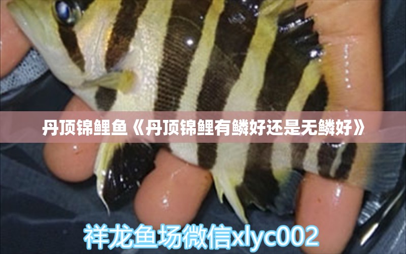 丹顶锦鲤鱼《丹顶锦鲤有鳞好还是无鳞好》