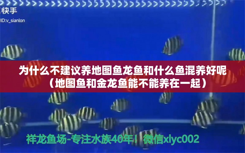 为什么不建议养地图鱼龙鱼和什么鱼混养好呢（地图鱼和金龙鱼能不能养在一起） 黄金猫鱼