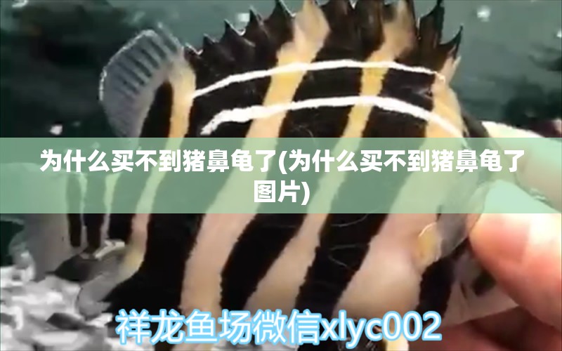 为什么买不到猪鼻龟了(为什么买不到猪鼻龟了图片)