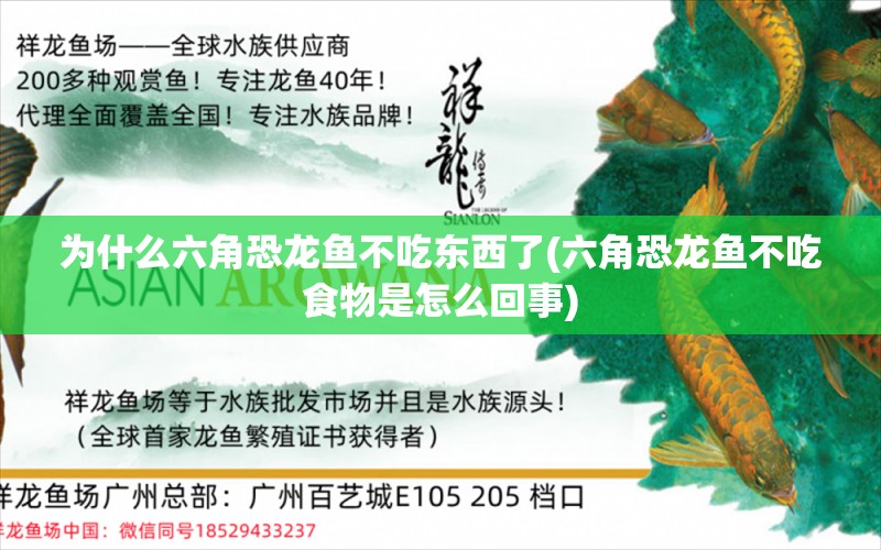 为什么六角恐龙鱼不吃东西了(六角恐龙鱼不吃食物是怎么回事) 水族世界