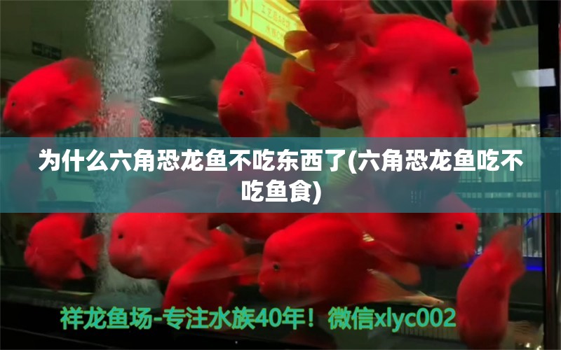 为什么六角恐龙鱼不吃东西了(六角恐龙鱼吃不吃鱼食) 赛级红龙鱼 第2张