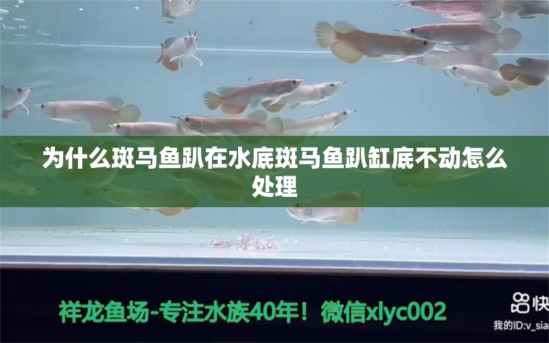 为什么斑马鱼趴在水底斑马鱼趴缸底不动怎么处理 小型观赏鱼 第2张