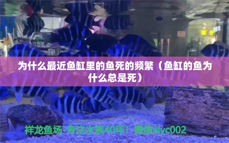 为什么最近鱼缸里的鱼死的频繁（鱼缸的鱼为什么总是死） 玫瑰银版鱼