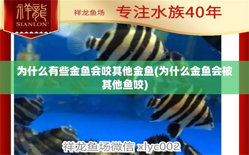 为什么有些金鱼会咬其他金鱼(为什么金鱼会被其他鱼咬) 非洲象鼻鱼 第1张