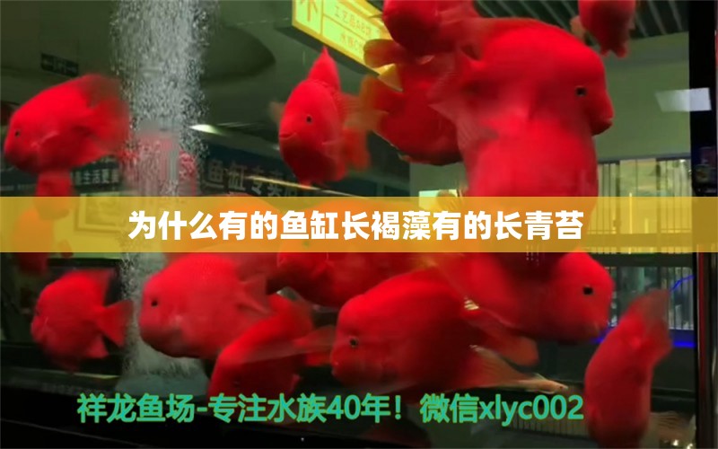 为什么有的鱼缸长褐藻有的长青苔  祥龙水族医院