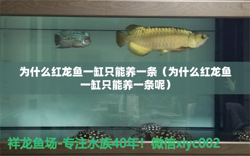 为什么红龙鱼一缸只能养一条（为什么红龙鱼一缸只能养一条呢） 祥龙水族医院