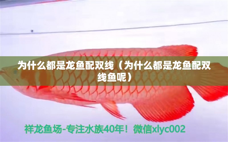 为什么都是龙鱼配双线（为什么都是龙鱼配双线鱼呢） 祥龙水族医院