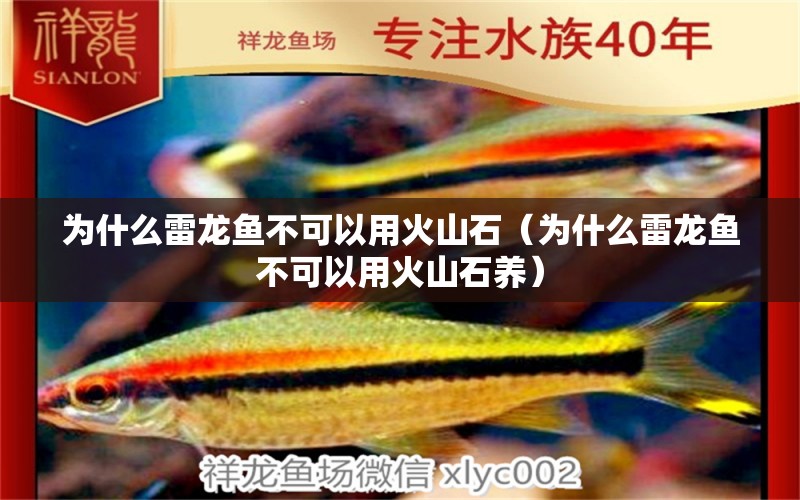 为什么雷龙鱼不可以用火山石（为什么雷龙鱼不可以用火山石养） 广州龙鱼批发市场