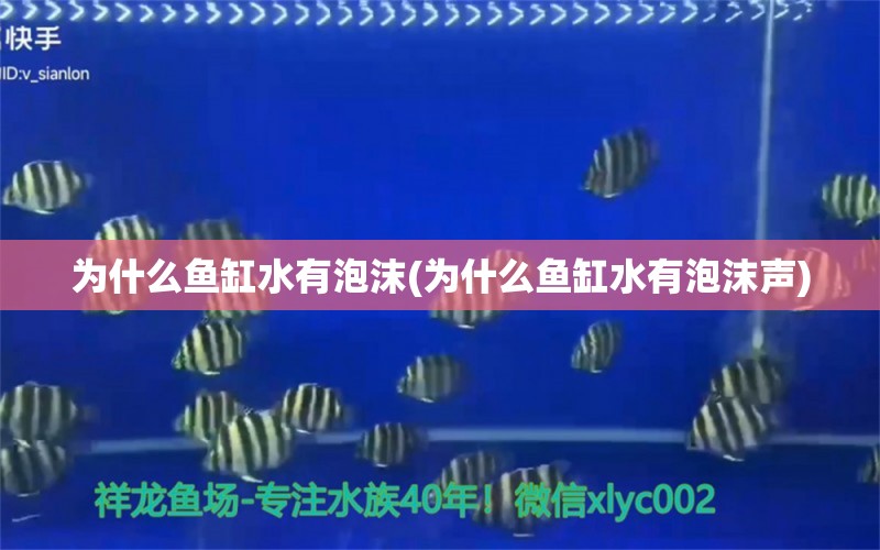 为什么鱼缸水有泡沫(为什么鱼缸水有泡沫声)