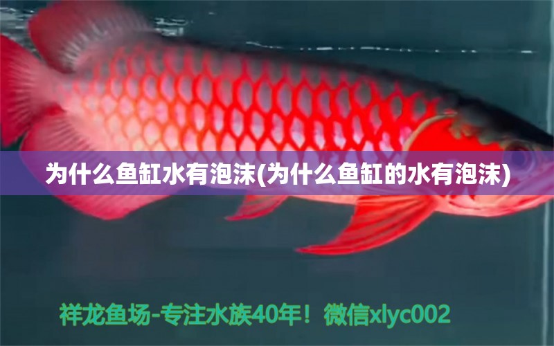 为什么鱼缸水有泡沫(为什么鱼缸的水有泡沫)