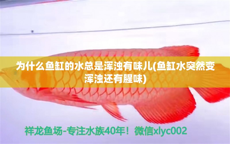 为什么鱼缸的水总是浑浊有味儿(鱼缸水突然变浑浊还有腥味)