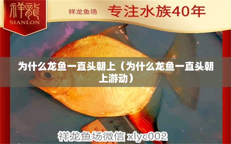 为什么龙鱼一直头朝上（为什么龙鱼一直头朝上游动） 祥龙超血红龙鱼